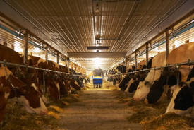 New York dairy farmer faces charges from the FDA