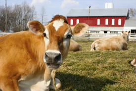 New Castle, Pennsylvania dairy farm loses license to sell raw milk