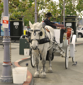 Philadelphia car-horse cart collision: 3 people injured, horses scared