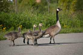 New York’s Prospect Park Canadian Geese euthanized: Over 400 gassed