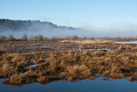 Sumner Washington landowners fined by EPA for destroying wetland