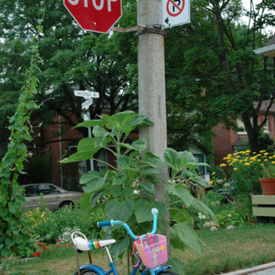 Ambridge Pennsylvania hit-and-run: SUV takes out little girl on bike