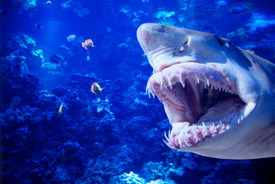 Flooding in Australia: Bull sharks swimming in the streets