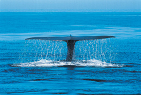 ‘Whale Wars’ Sea Shepherd Declares Victory; Japan Suspends Whaling