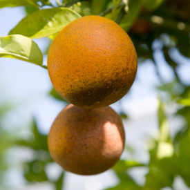Class Action Jury: Florida Owes $13 Million for Destroying Healthy Citrus Trees