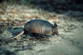 Armadillo, Leprosy Link Found in the Deep South