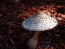 Study: Psychological Health Improves in Long Run with ‘Magic Shrooms’