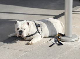 Palm Beach County Law: Pets Can’t Be Chained Up Outside
