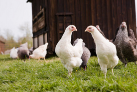 Report: Presence of Antibiotic-Resistant Bacteria Lower in Organic Poultry