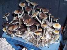 Study: Personality Improvements Found Through ‘Magic Mushrooms’