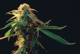 Poll: 50% of Americans say Marijuana Should be Legal