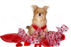 Pet Owners: Valentine’s Day Tips to Keep Your Pooch Safe