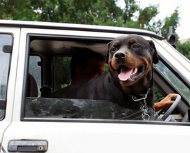 AAA: Unrestrained Pets Cause 30K Accidents Annually