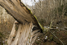 Logging Accident in Nelson Kills Vernon Center Man