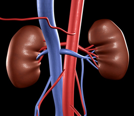 Mt. Sinai Surgeon Removes Wrong Kidney