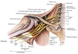 Brachial Plexus Injuries:  Motorcyclist Beware